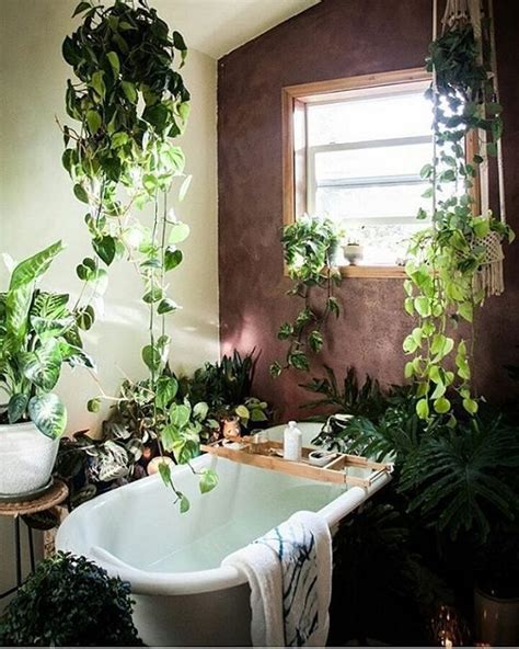 風水算命 浴室植物推荐